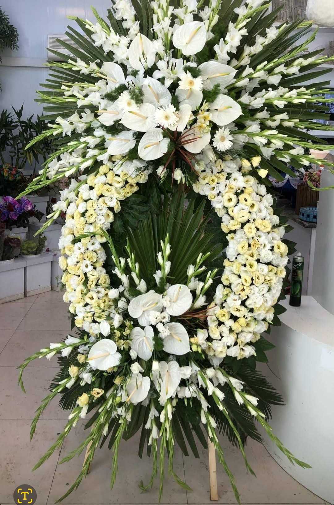 گل پامچال 